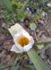 Lalele Polychroma (Tulip)