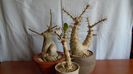 Adenium obesum & Pachypodium lealii ssp. saundersii (2 ex.)