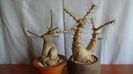 Adenium obesum & Pachypodium lealii ssp. saundersii