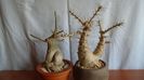 Adenium obesum & Pachypodium lealii ssp. saundersii