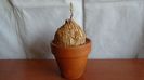Euphorbia trichadenia