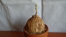 Euphorbia trichadenia