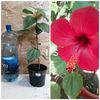 Hibiscus rosu simplu - 20 lei