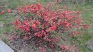 Gutui japonez (flori rosii)