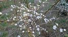 Flori de prun