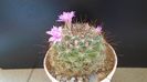 Mammillaria grahamii
