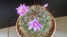 Mammillaria grahamii