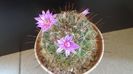 Mammillaria grahamii