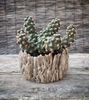 Tephrocactus molinesis