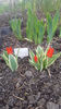 tulipa "praestans unicum"
