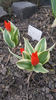 tulipa "praestans unicum"