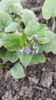 brunnera macrophylla(nu-mă-uita peren)