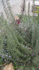 rosmarinus officinalis
