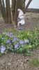vinca minor(saschiu)