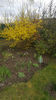 Forsythia spp -Goldregen