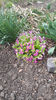 primula hybr.