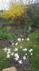 magnolia stellata alba