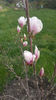 magnolia x soulangeana