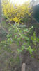 ribes uva crispa(agris)