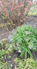 helleborus purpurascens(spânz)