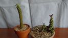 Euphorbia bubalina & Monadenium ritchiei si Euphorbia decaryi