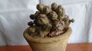 Euphorbia daisymontana (obesa x tubiglans)