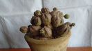 Euphorbia daisymontana (obesa x tubiglans)