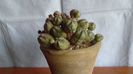 Euphorbia daisymontana (obesa x tubiglans)