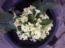 Primula 2021