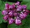 Montseratt-Rosen-Monsrud-Bloomen1