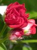 Red Sybil1 (1)