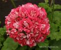 Rosebud Supreme1