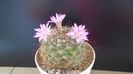 Mammillaria grahamii