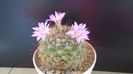 Mammillaria grahamii