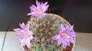Mammillaria grahamii