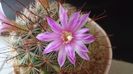 Mammillaria grahamii