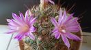 Mammillaria grahamii