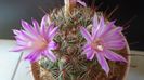 Mammillaria grahamii