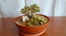 Trichodiadema densum & Anacampseros rufescens