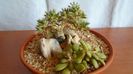 Trichodiadema densum & Anacampseros rufescens