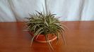 Dyckia