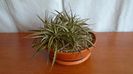 Dyckia