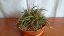 Dyckia