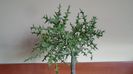 Euphorbia stenoclada & Euphorbia cv. Cocklebur (Euphorbia x japonica)