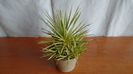Agave striata f. minima