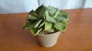 Agave isthmensis