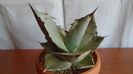 Agave titanota cv. White Ice