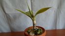 Grup de 3 agave