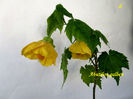 Abutilon galben(9-04-2021)