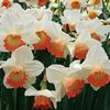 narcissus pink charm